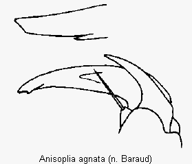 anisoplia_agnata_vtr.gif