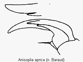 anisoplia_aprica_vtr.gif