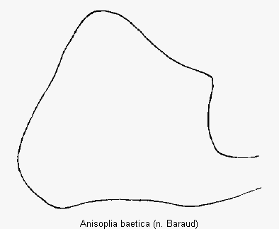 anisoplia_baetica_ovi.gif