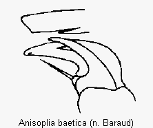 anisoplia_baetica_vtr.gif