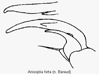 anisoplia_hirta_vtr.gif