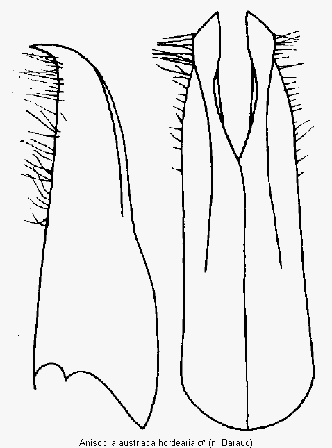 anisoplia_hordearia_pm.gif
