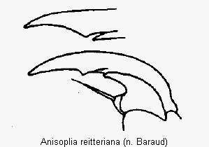 anisoplia_reitteriana_vtr.gif
