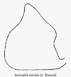 anisoplia_remota_ovi.gif