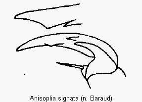 anisoplia_signata_vtr.gif
