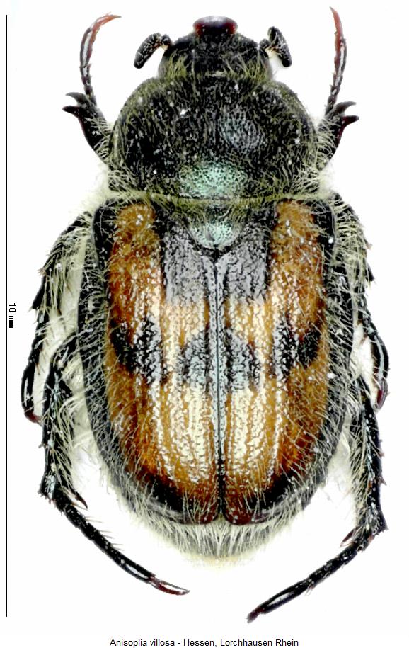 anisoplia_villosa_hab.jpg