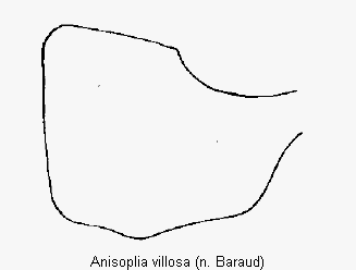 anisoplia_villosa_ovi.gif