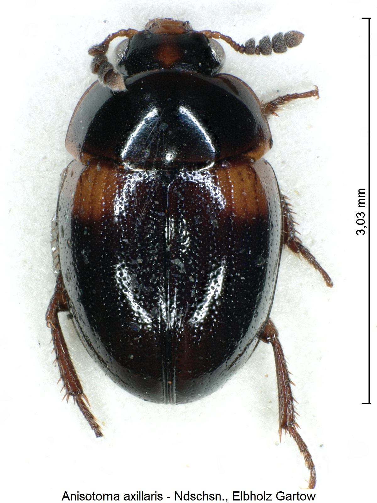 anisotoma_axillaris_hab.jpg