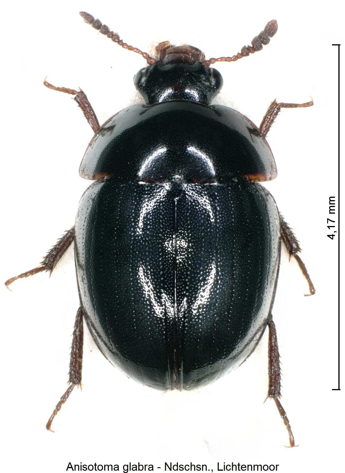 anisotoma_glabra_hab.jpg