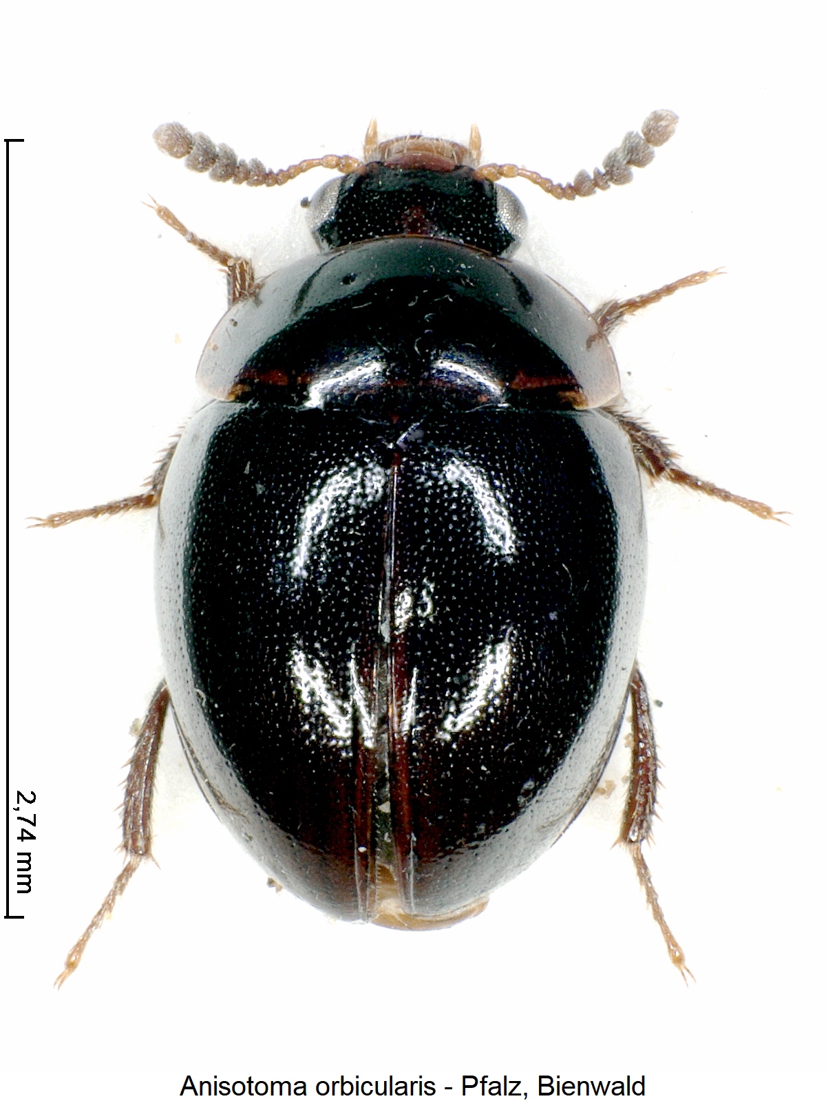 anisotoma_orbicularis_hab.jpg