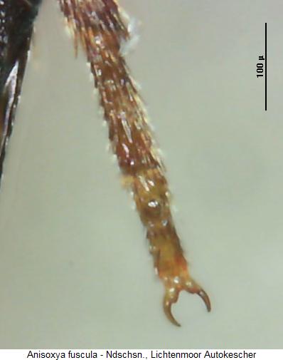 anisoxya_fuscula_tr.jpg
