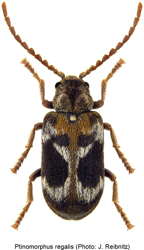 anob_hedobia_regalis_800.jpg