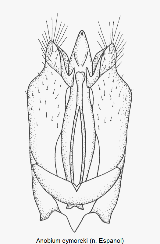 anobium_cymoreki.gif