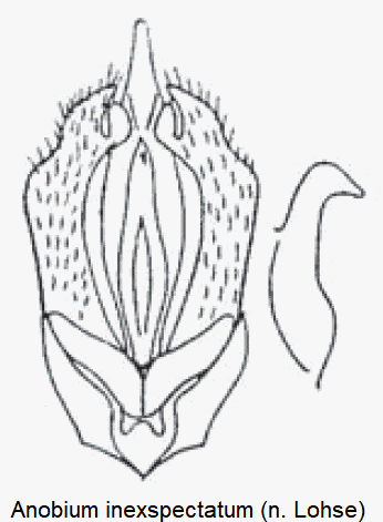 anobium_inexspectatum.gif