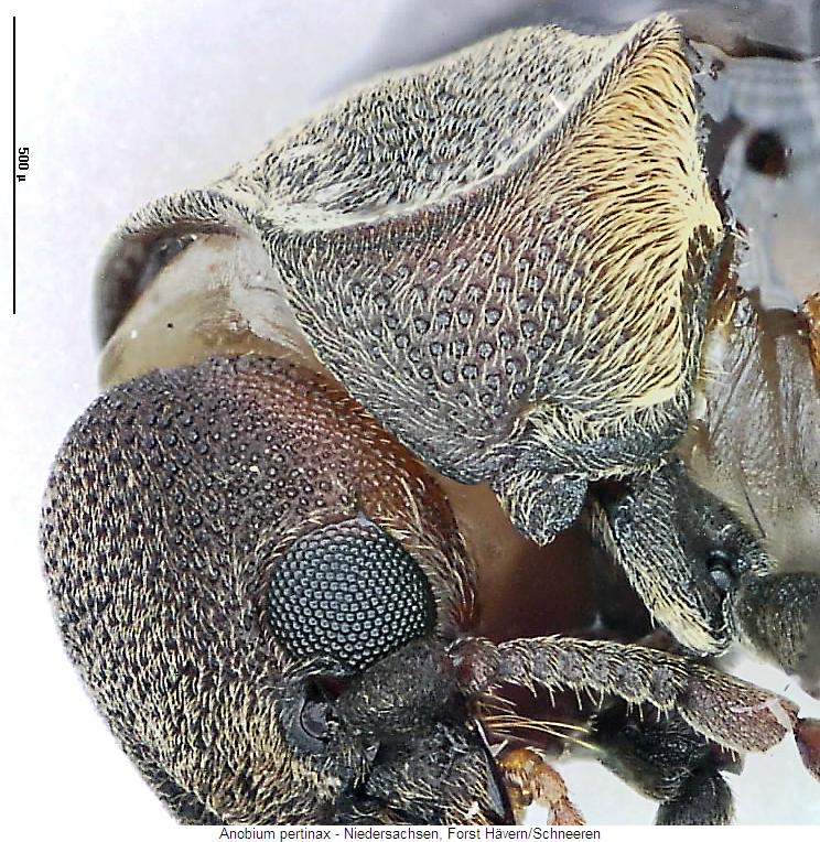 anobium_pertinax_k.jpg