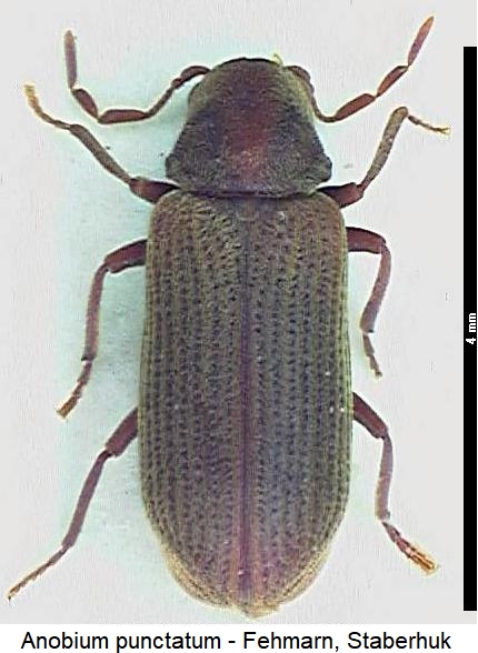 anobium_punctatum_hab.jpg