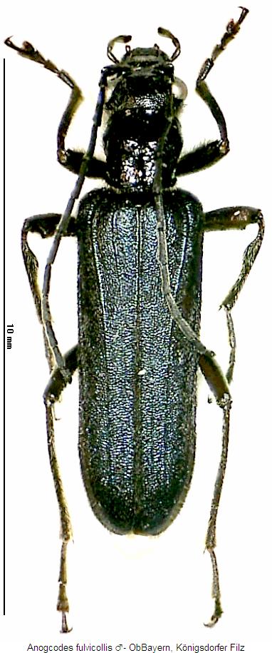 anogcodes_fulvicollis_mhab.jpg