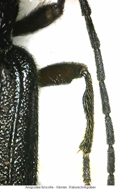 anogcodes_fulvicollis_mschn.jpg