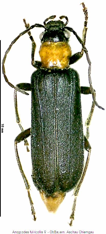anogcodes_fulvicollis_whab.jpg