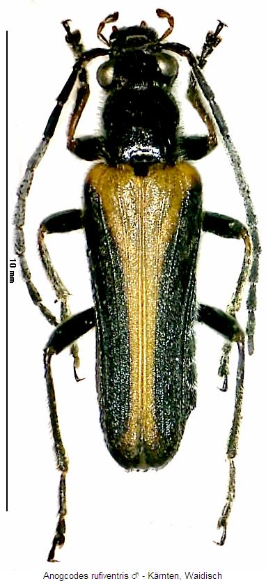 anogcodes_rufiventris_mhab.jpg