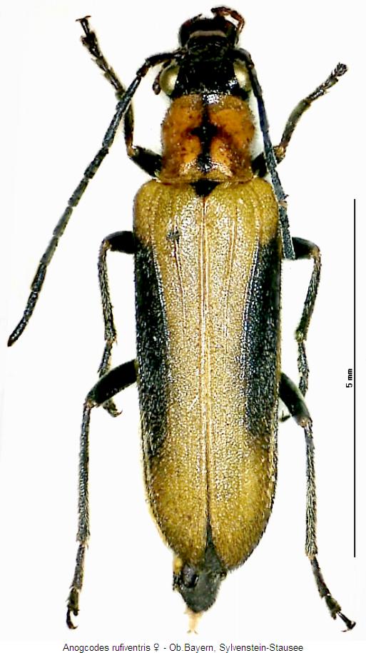 anogcodes_rufiventris_whab.jpg