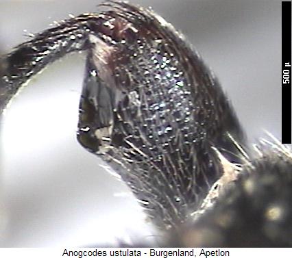 anogcodes_ustulata_vschl.jpg