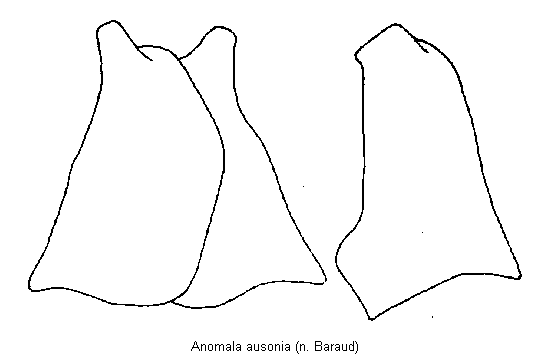 anomala_ausonia.gif