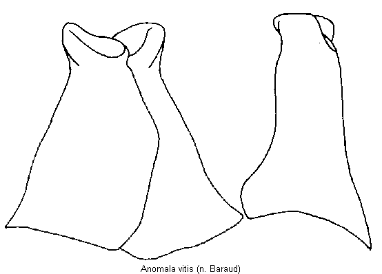 anomala_vitis.gif