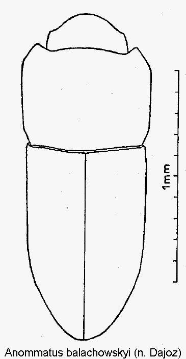 anommatus_balachowskyi_hab.gif