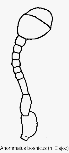 anommatus_bosnicus_f.gif