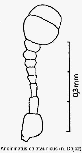 anommatus_calataunicus_f.gif