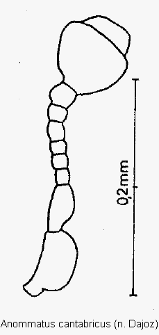 anommatus_cantabricus_f.gif