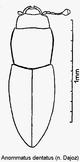 anommatus_dentatus_hab.gif