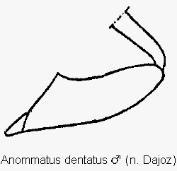 anommatus_dentatus_vschl.gif