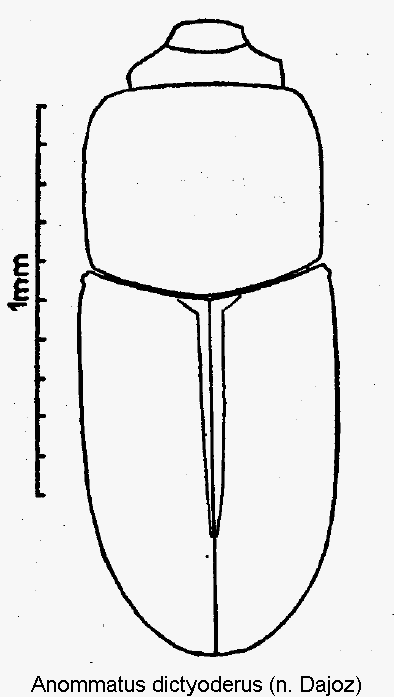 anommatus_dictyoderus_hab.gif
