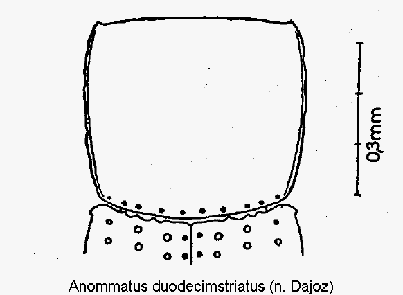 anommatus_duodecimstriatus_hsch.gif
