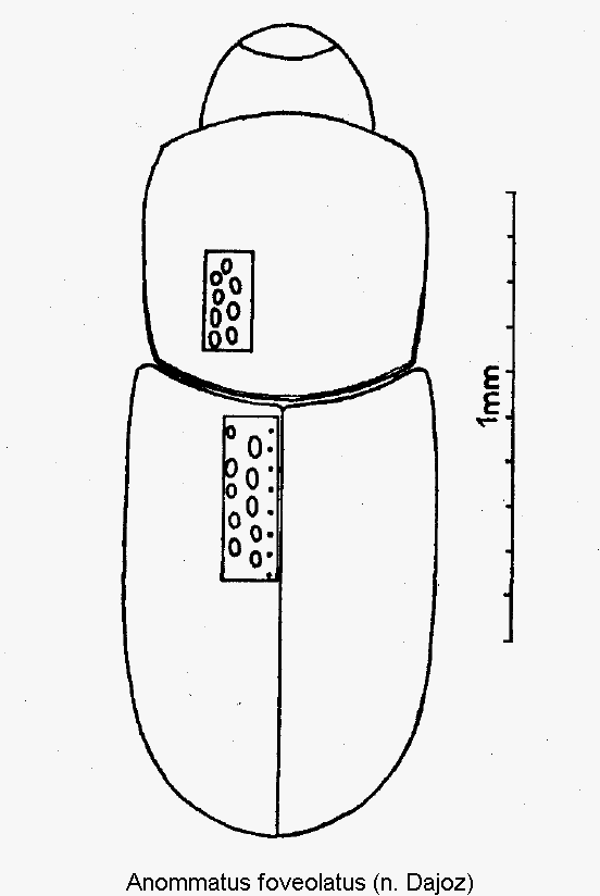 anommatus_foveolatus_hab.gif