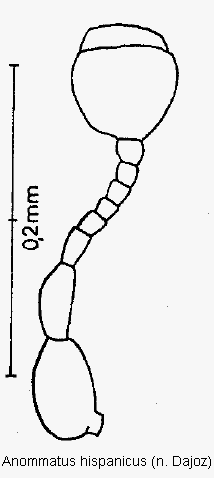anommatus_hispanicus_f.gif
