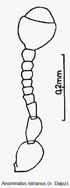 anommatus_istrianus_f.gif