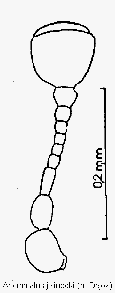 anommatus_jelinecki_f.gif