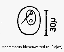 anommatus_kiesenwetteri_ms.gif