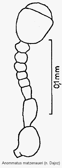 anommatus_matzenaueri_f.gif