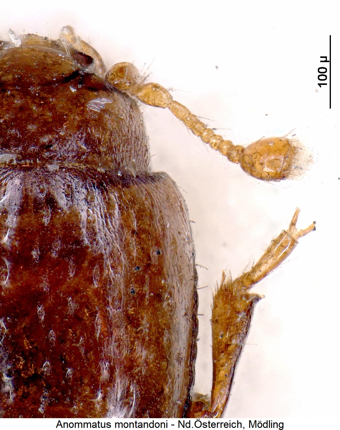 anommatus_montandoni_f.jpg