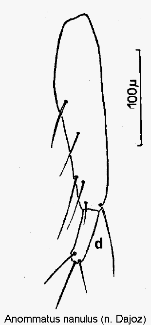 anommatus_nanulus_ovi.gif