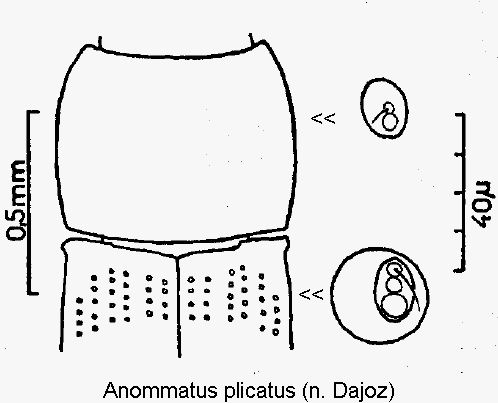 anommatus_plicatus.gif