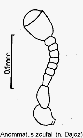 anommatus_zoufali_f.gif