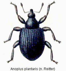 anoplus_plantaris_hab.gif