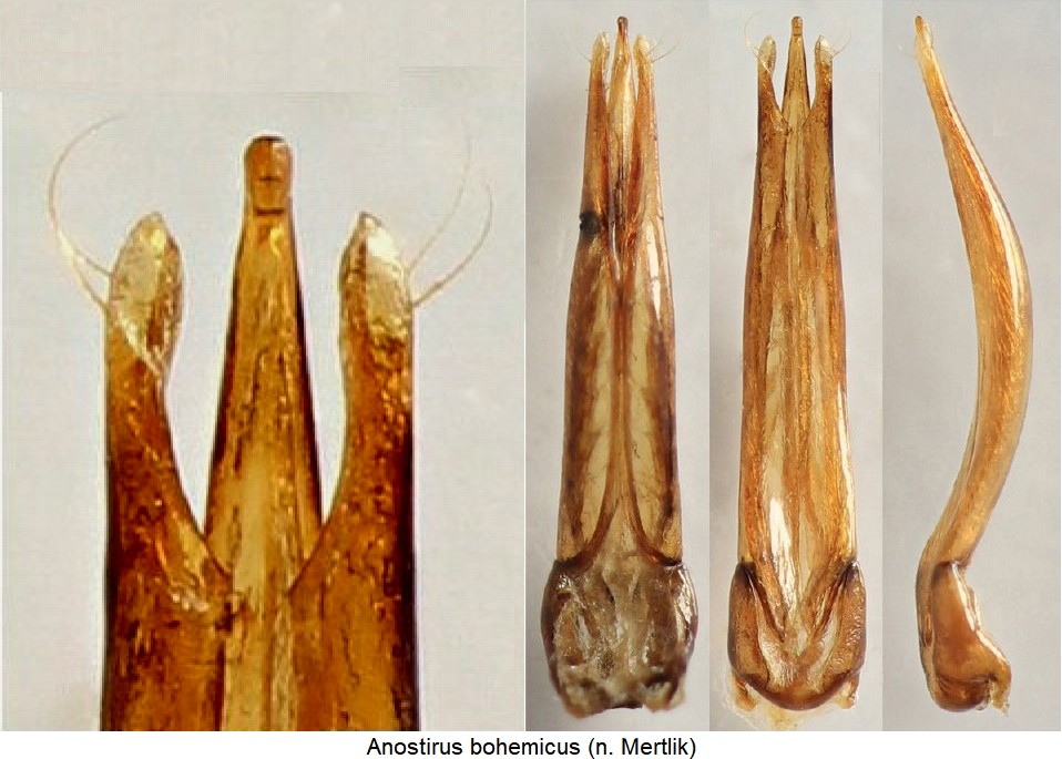 anostirus_bohemicus.jpg