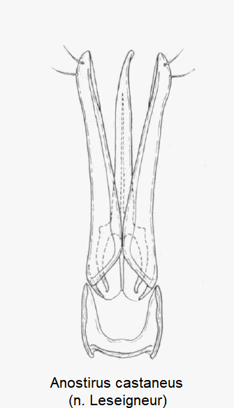 anostirus_castaneus.gif