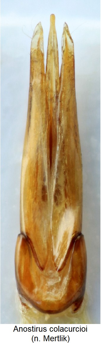 anostirus_colacurcioi.jpg